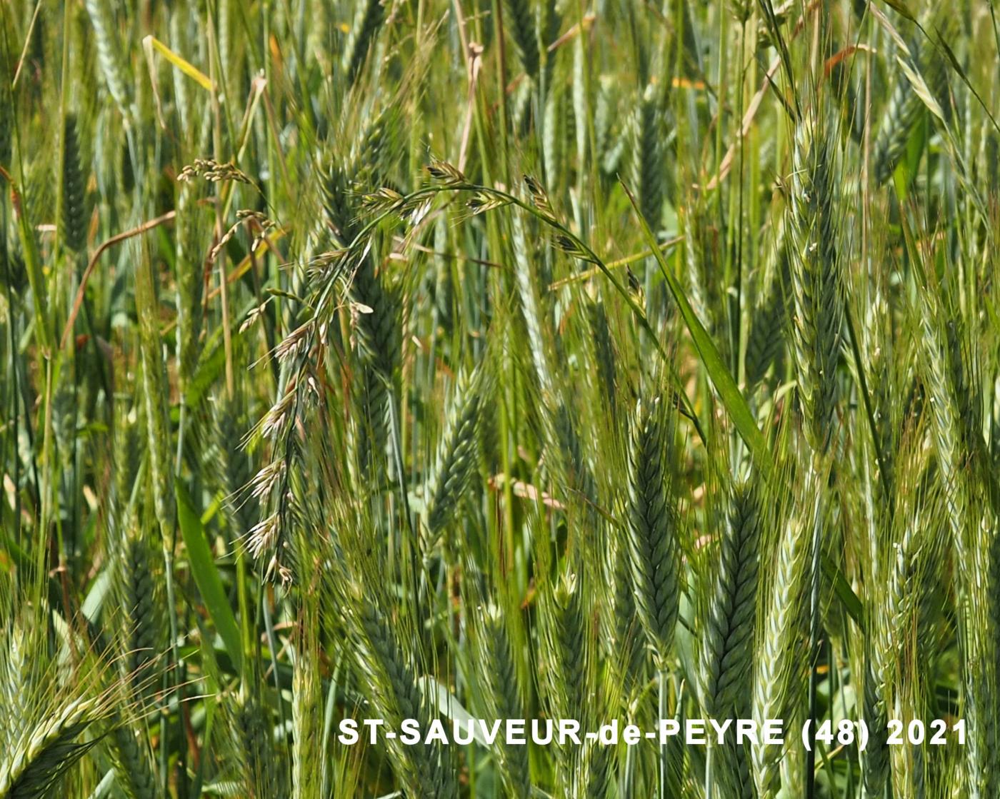 Rye-grass, Italian plant